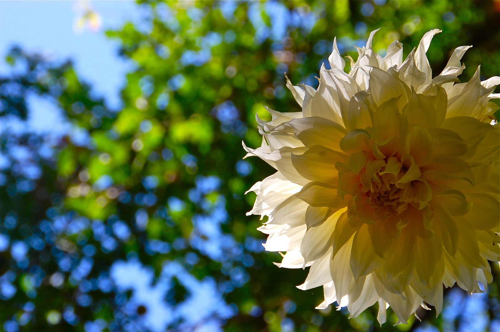 Nikon D40 sample photo. Dahlia, yellow dahlia, yellow photography