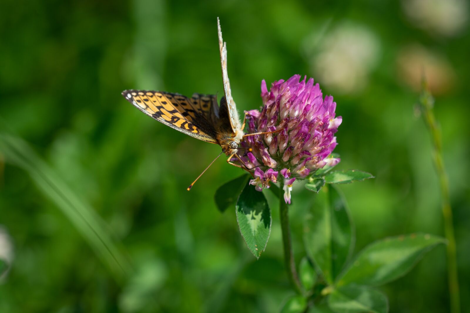 Nikon D7100 sample photo. Butterfly, klee, meadow photography