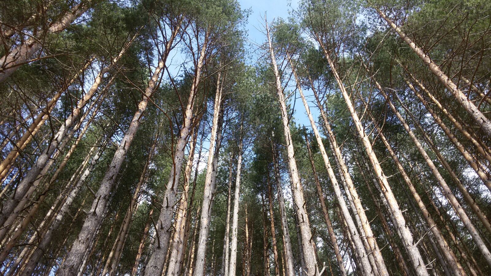 Samsung Galaxy S3 Neo sample photo. Birch forest, sky, windows photography