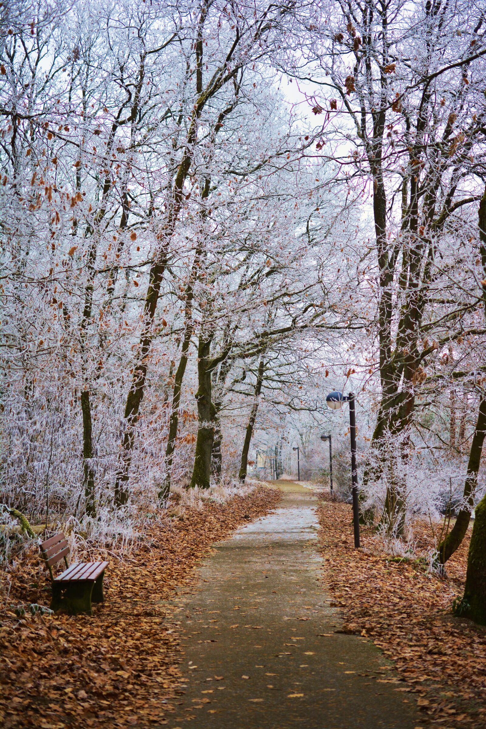 Nikon D5200 sample photo. Winter, park, hoarfrost photography