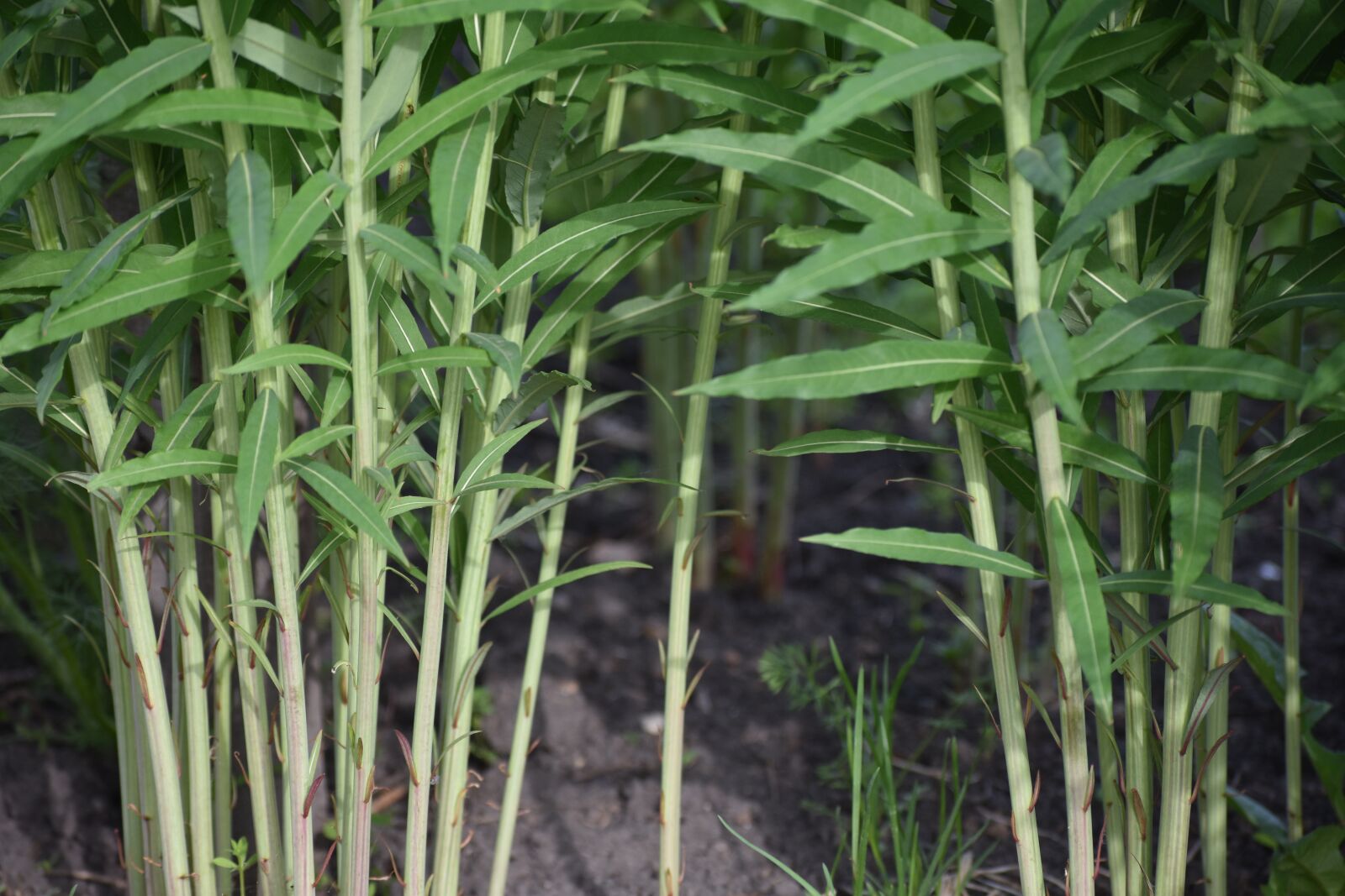 Nikon D3400 sample photo. Fireweed, stalks, summer photography