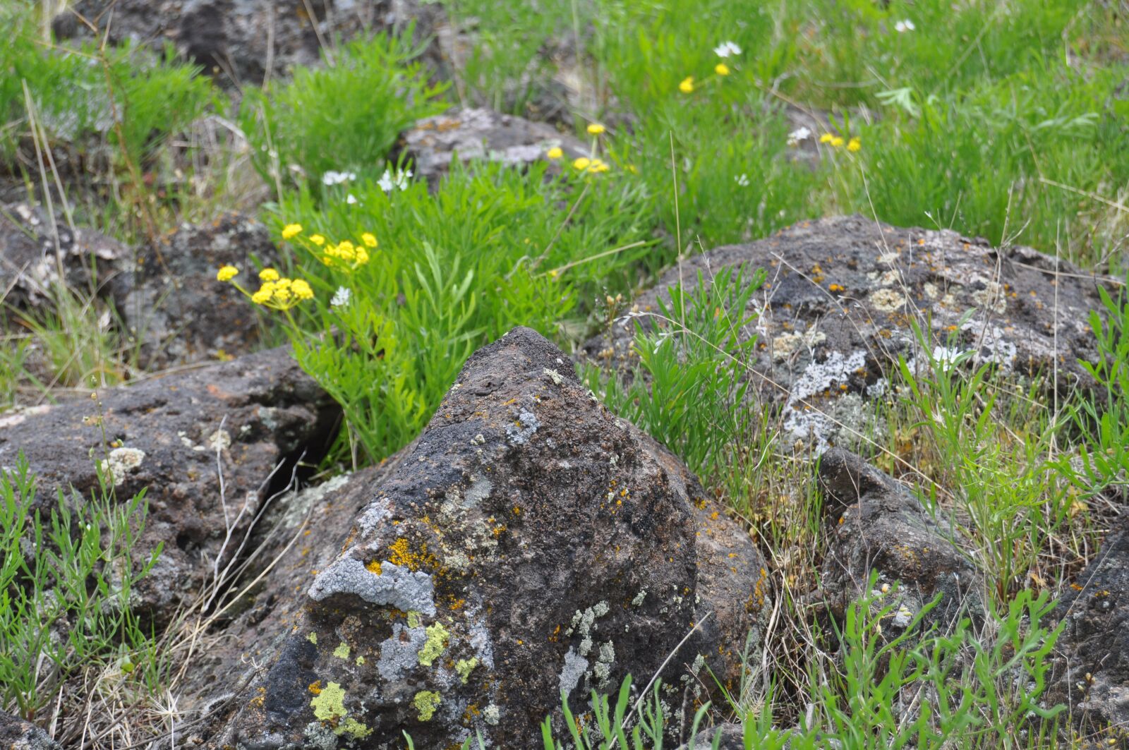 Nikon D5000 sample photo. Mountain, rock, flower photography