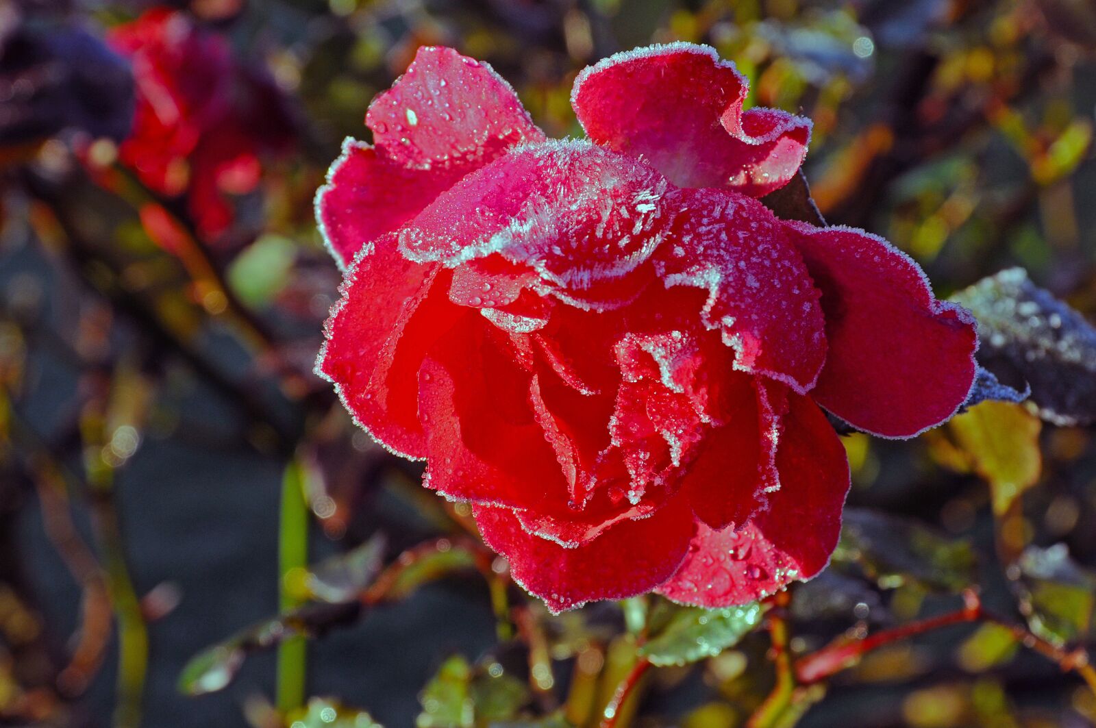 Nikon D300 sample photo. Rose, blossom, bloom photography