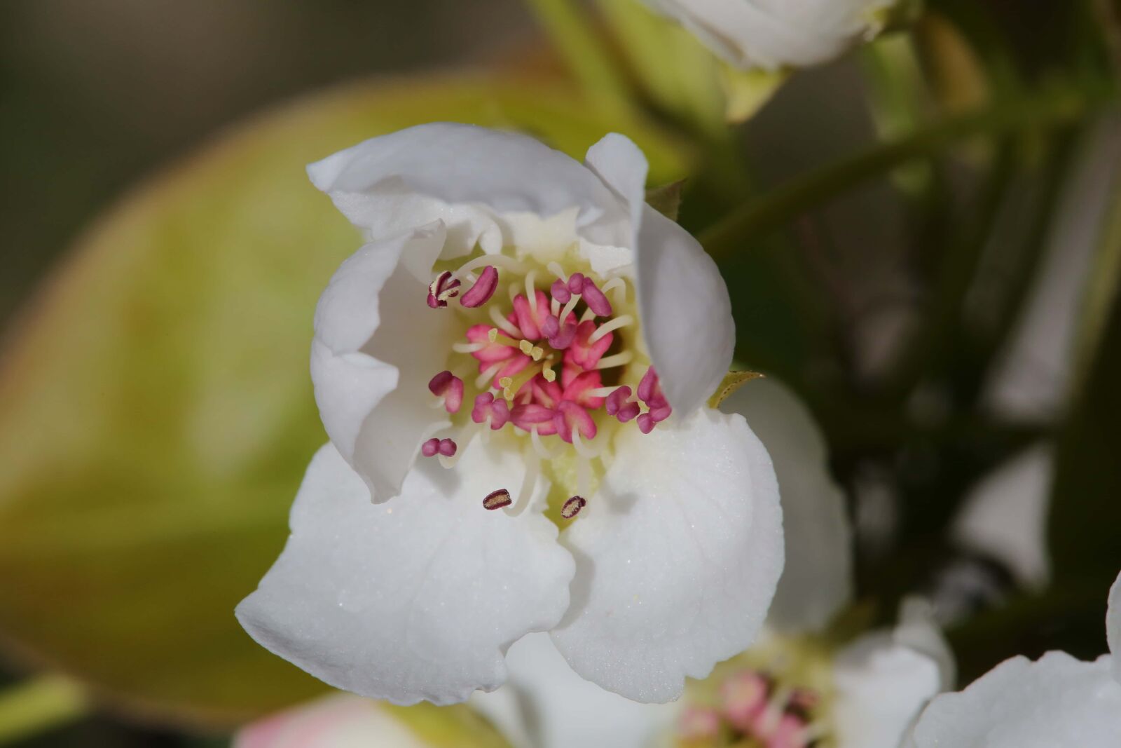 Canon EF 100mm F2.8 Macro USM sample photo. Bloom, tree, spring, flower photography