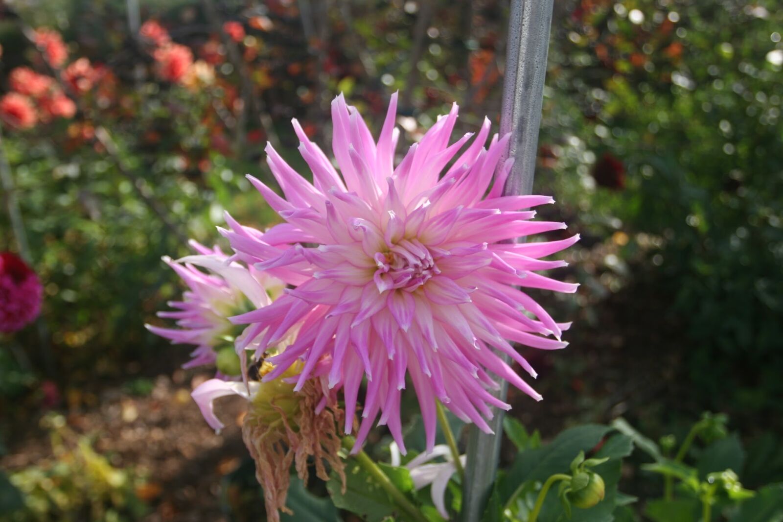 Canon EOS 20D sample photo. Dahlia, mingus gregory, cactus photography