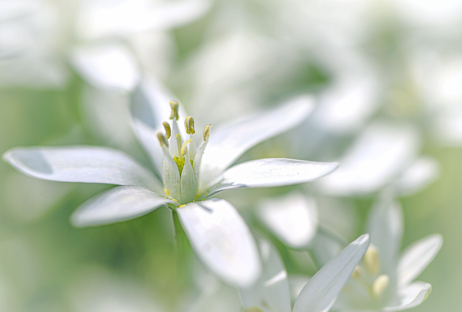Nikon Z6 sample photo. Flower, white flower, petals photography