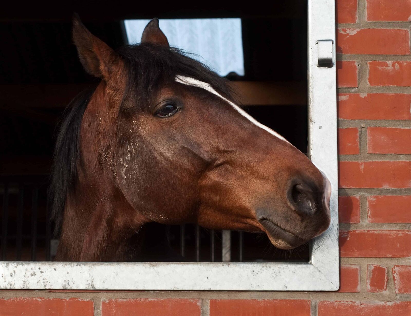 Nikon D300 sample photo. Portrait, animal, head, cavalry photography