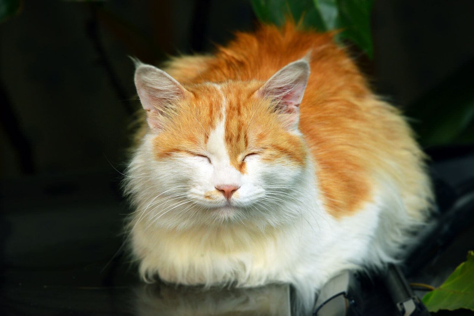 Nikon D800 sample photo. Cat, animals, furry photography