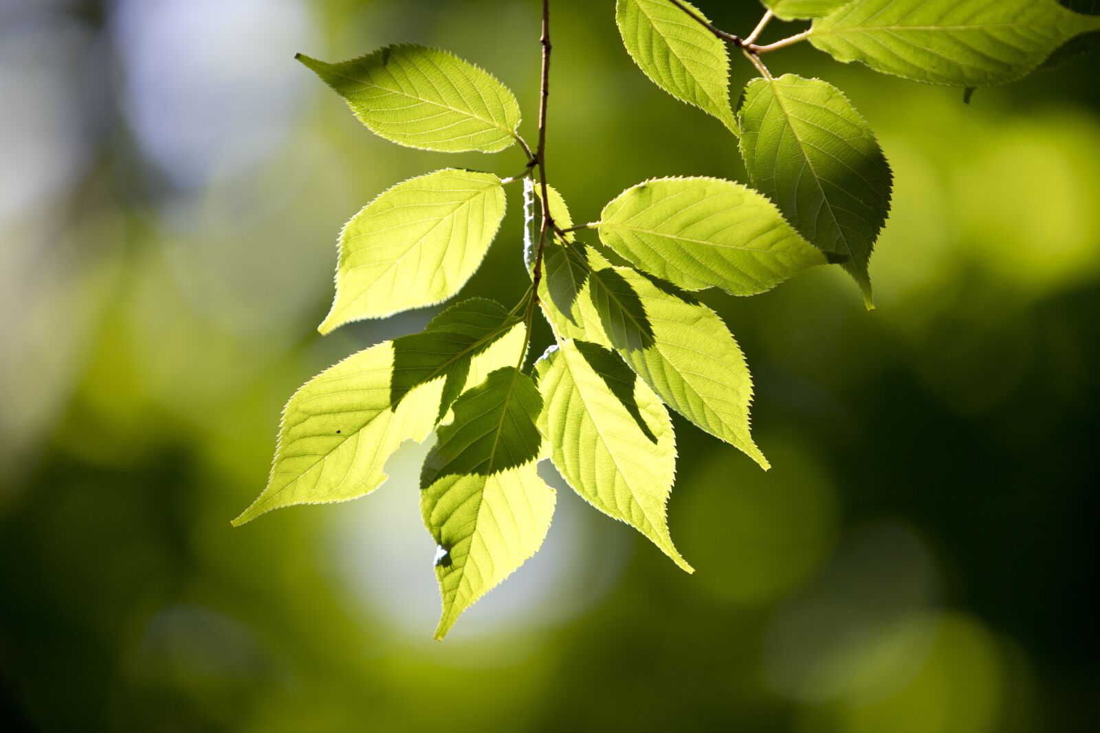 Canon EOS 6D Mark II sample photo. The leaves, state of photography