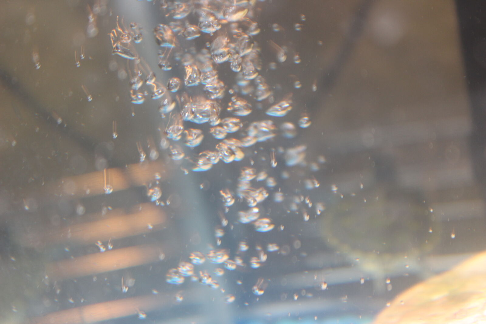 Canon EOS 600D (Rebel EOS T3i / EOS Kiss X5) sample photo. Aquarium, bubbles, water photography