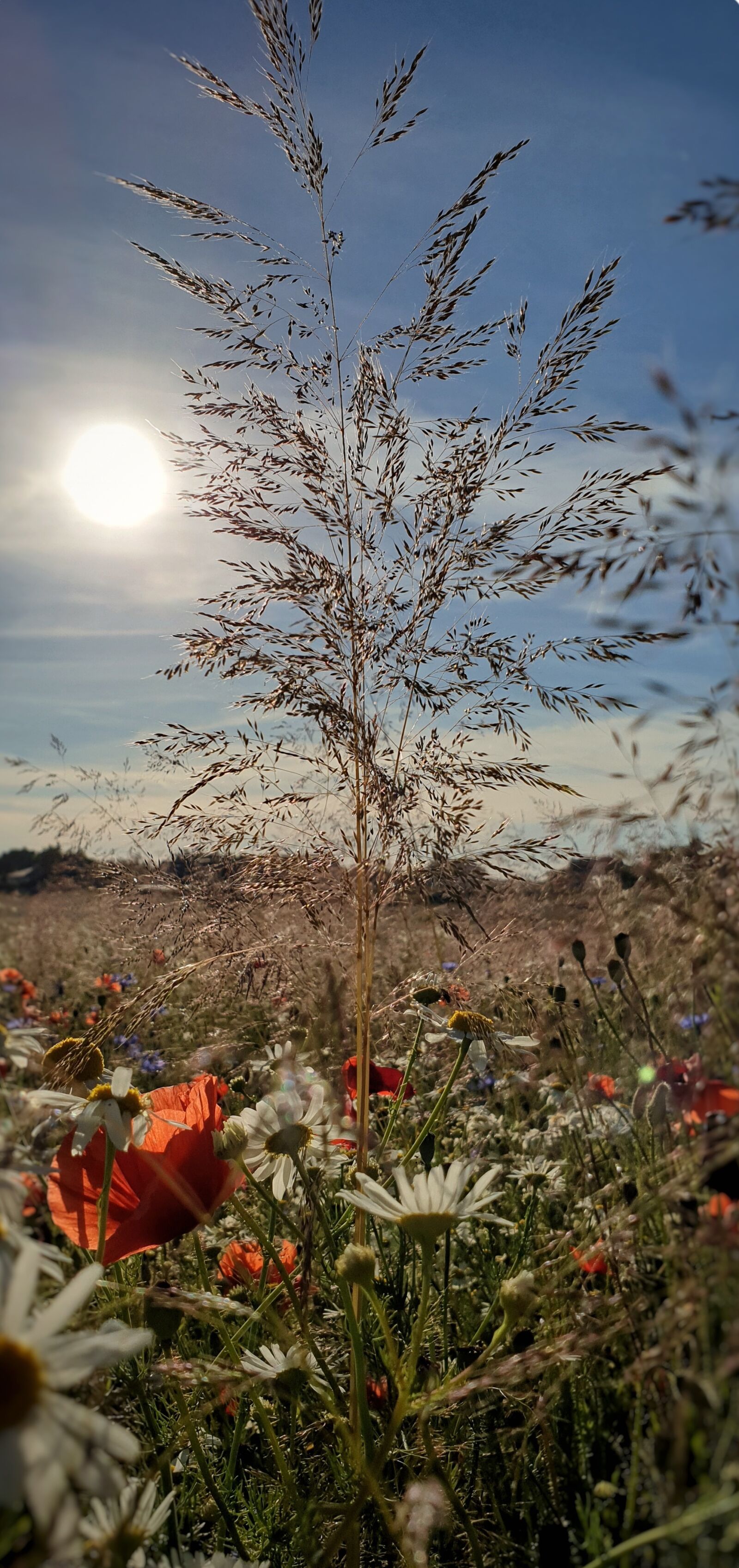 Samsung Galaxy S9+ sample photo. Holidays, meadow, sky photography