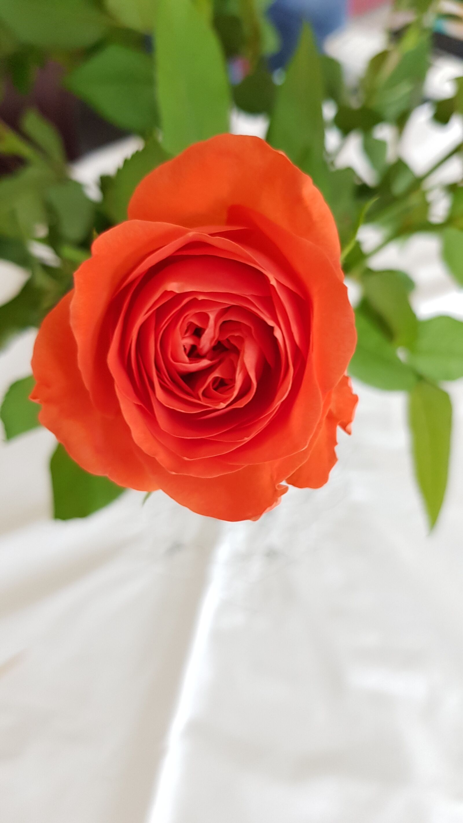 Samsung Galaxy S8 sample photo. Rose, flower, beauty photography
