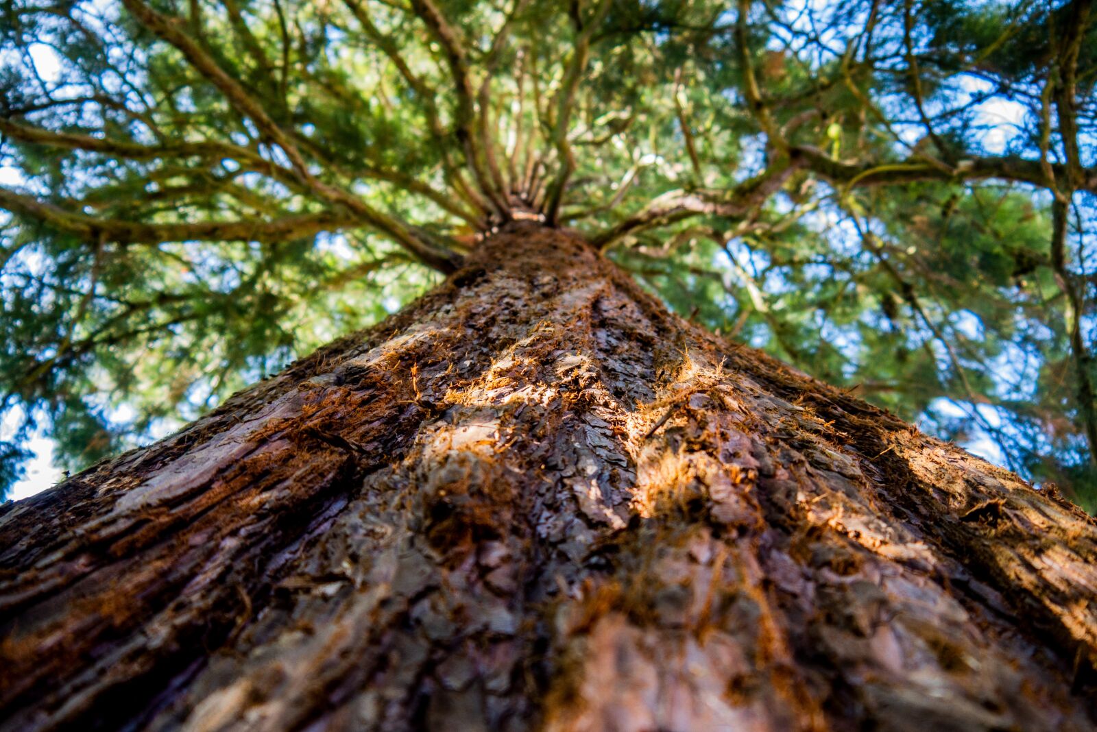 Panasonic DMC-G70 sample photo. Sequoia, tree, forest photography