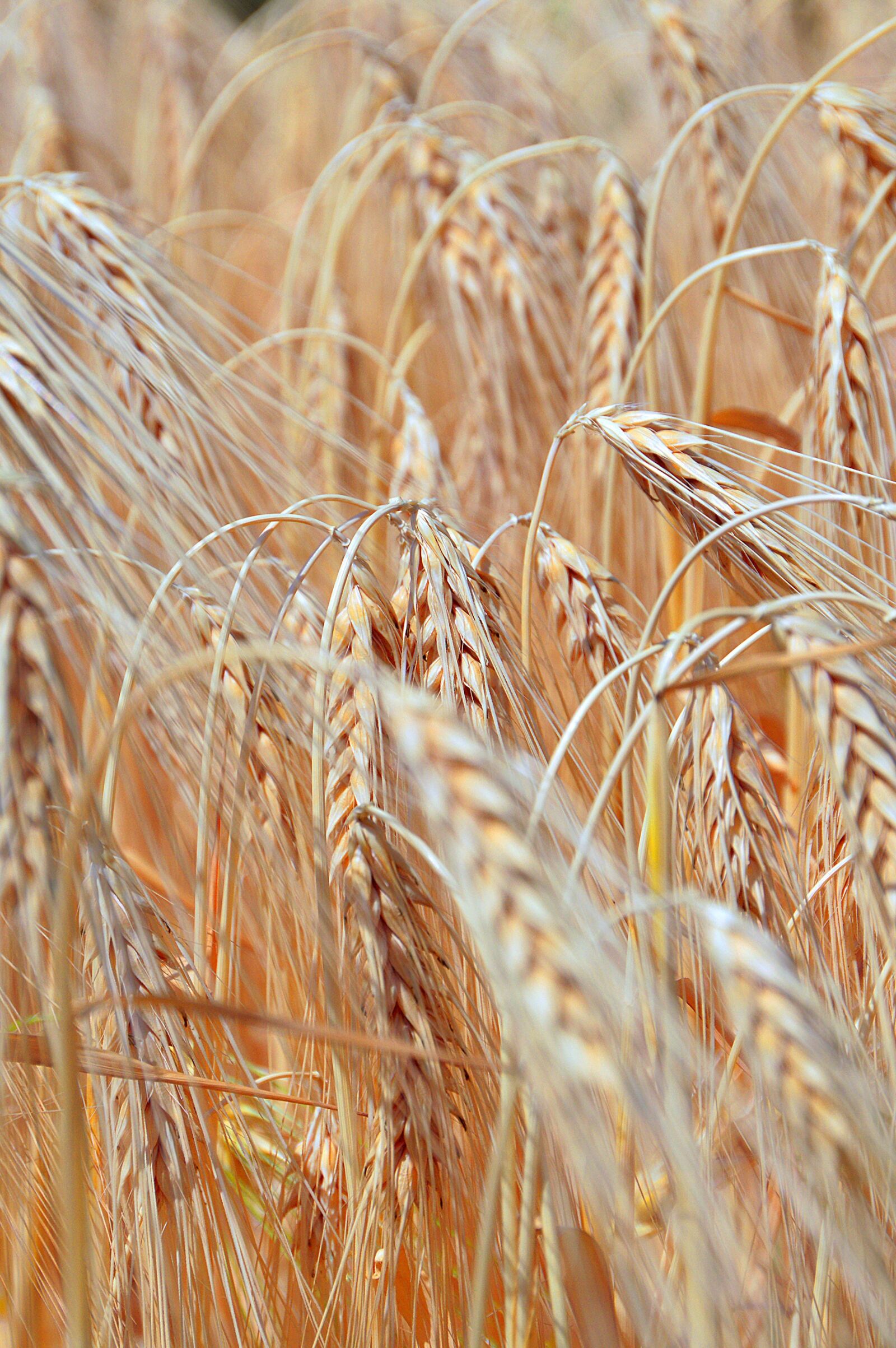 Nikon D3200 sample photo. Wheat, wheatfield, summer photography