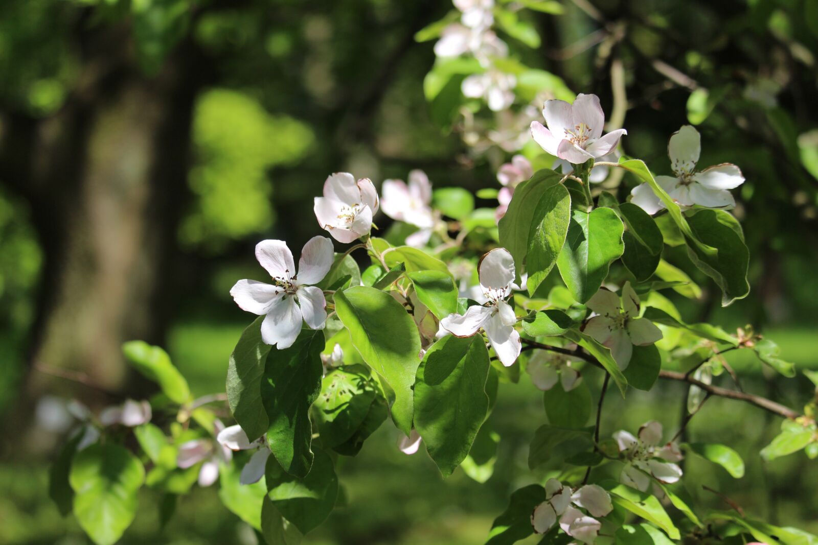 Canon EF-S 55-250mm F4-5.6 IS STM sample photo. Quince, quittenbaum, fruit tree photography