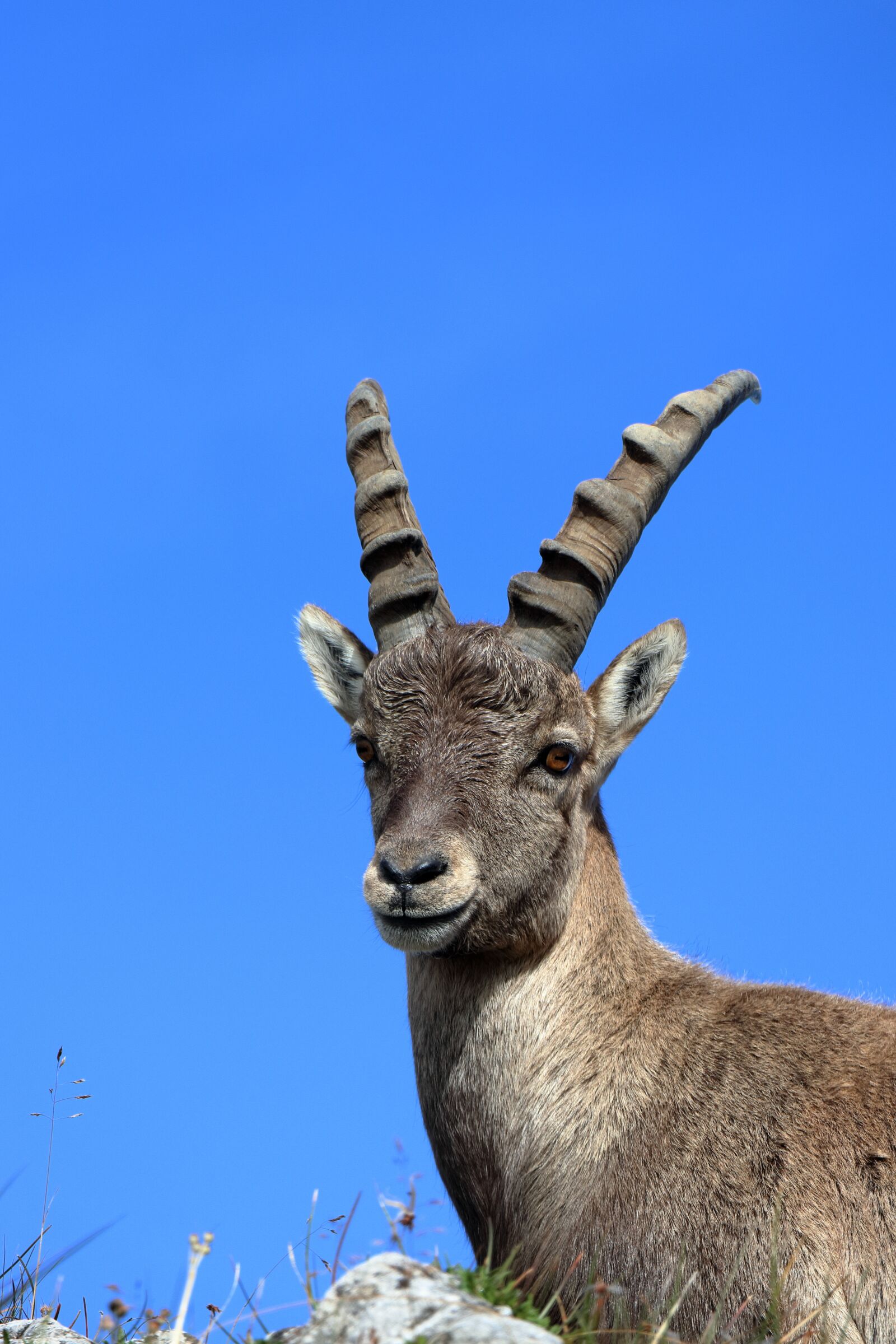 Canon EF-S 18-135mm F3.5-5.6 IS USM sample photo. Capricorn, mountains, horns photography