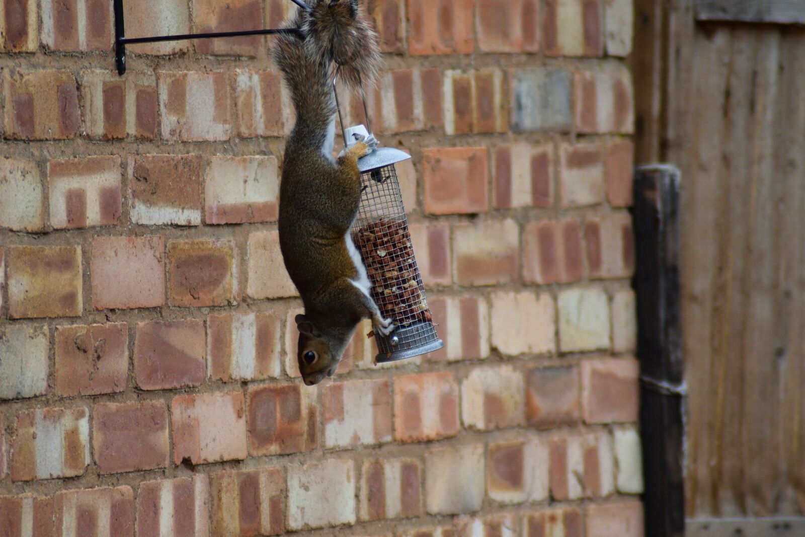 Nikon D3300 sample photo. Peanuts, sneaky, treerat photography