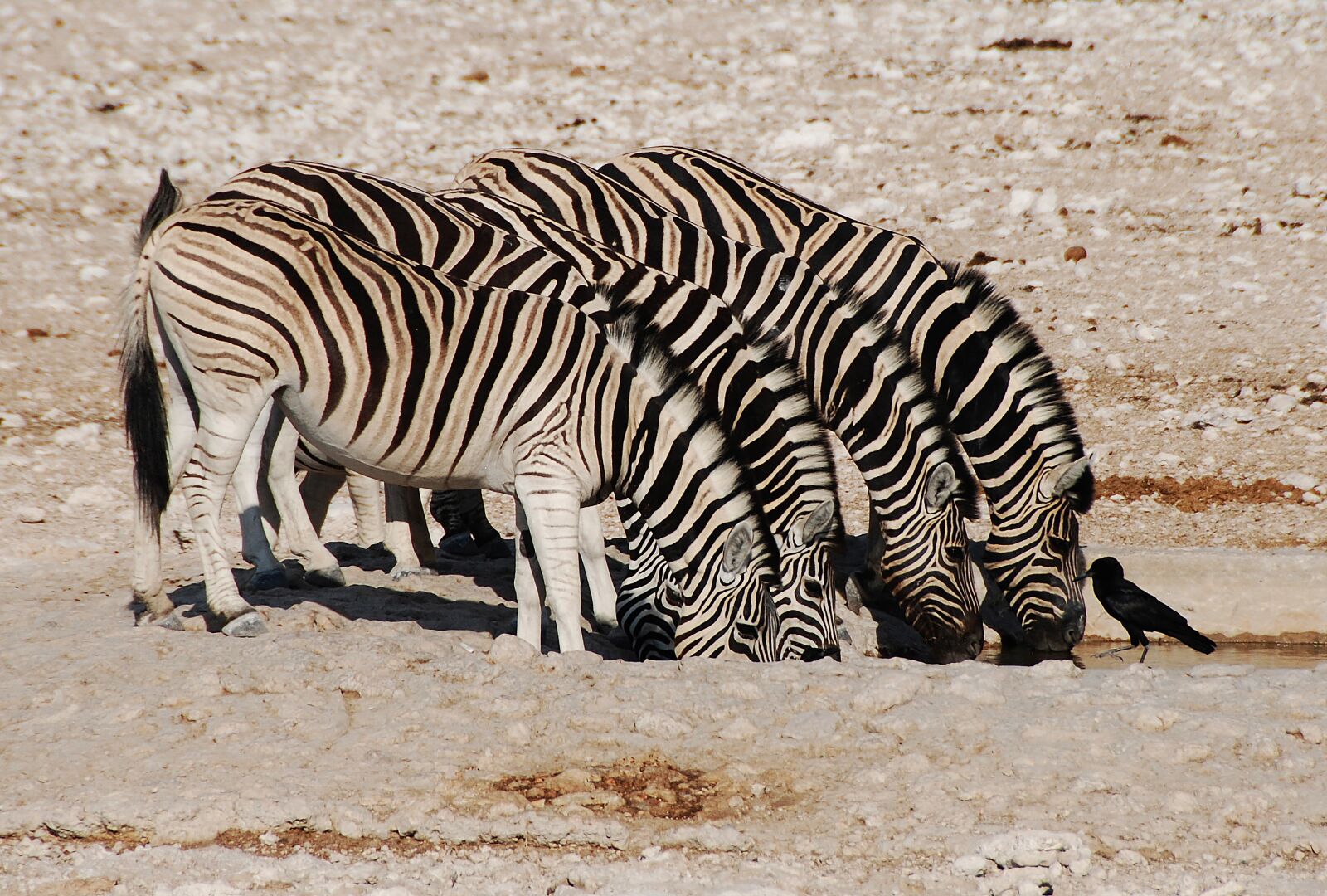 Nikon D80 sample photo. Animals, nature, wild photography