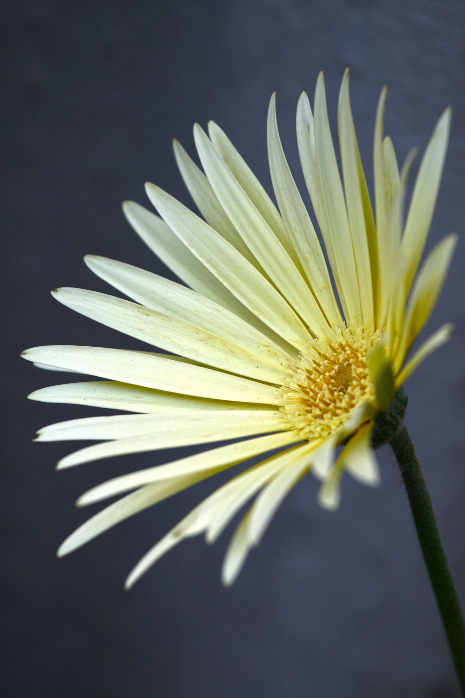 Canon EOS 400D (EOS Digital Rebel XTi / EOS Kiss Digital X) sample photo. Floral, flower, gerbera photography