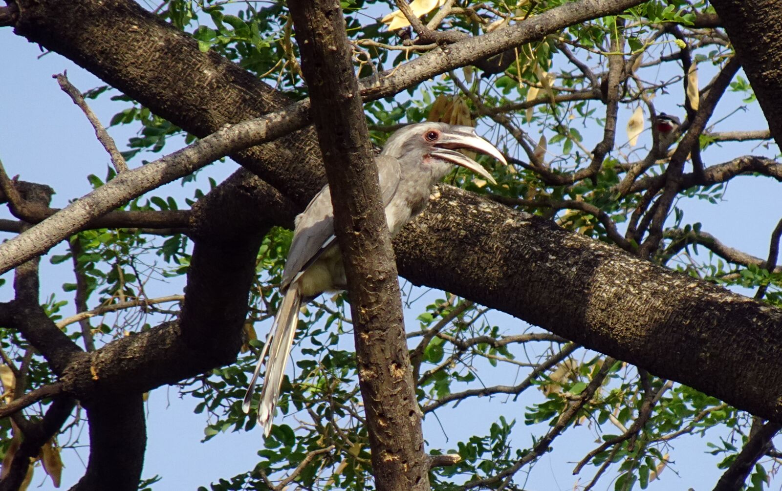 Sony DSC-WX800 sample photo. Bird, hornbill, indian photography