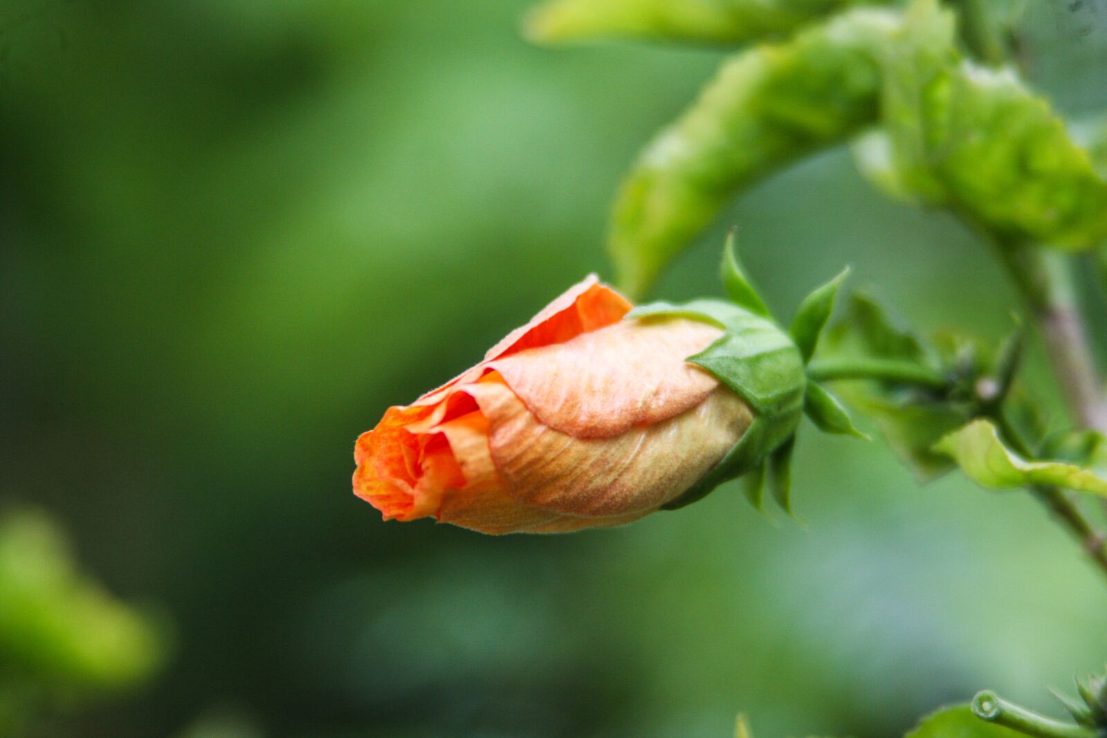 Canon EOS 40D sample photo. Flower, plant, garden photography