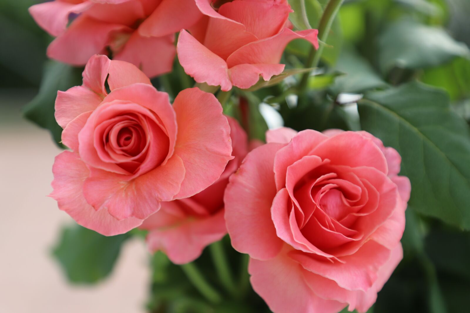 Canon EF 24-105mm F4L IS II USM sample photo. Rose, flowers, summer photography