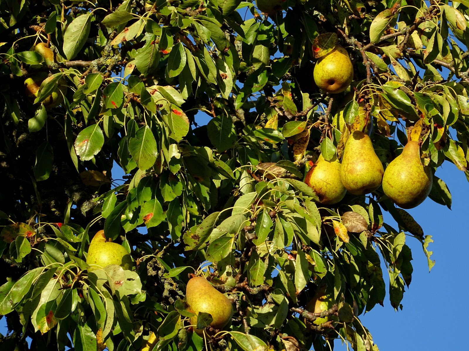 Sony DSC-HX60 sample photo. Pear, fruit, fruits photography