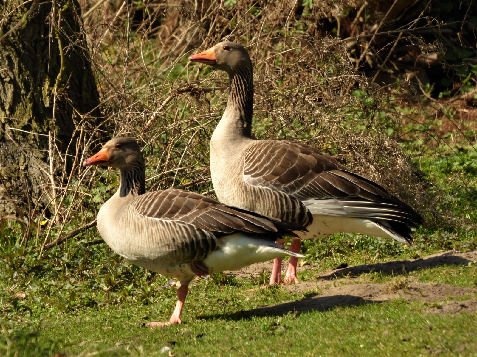 Panasonic DMC-FZ72 sample photo. Wild geese, goose, bird photography