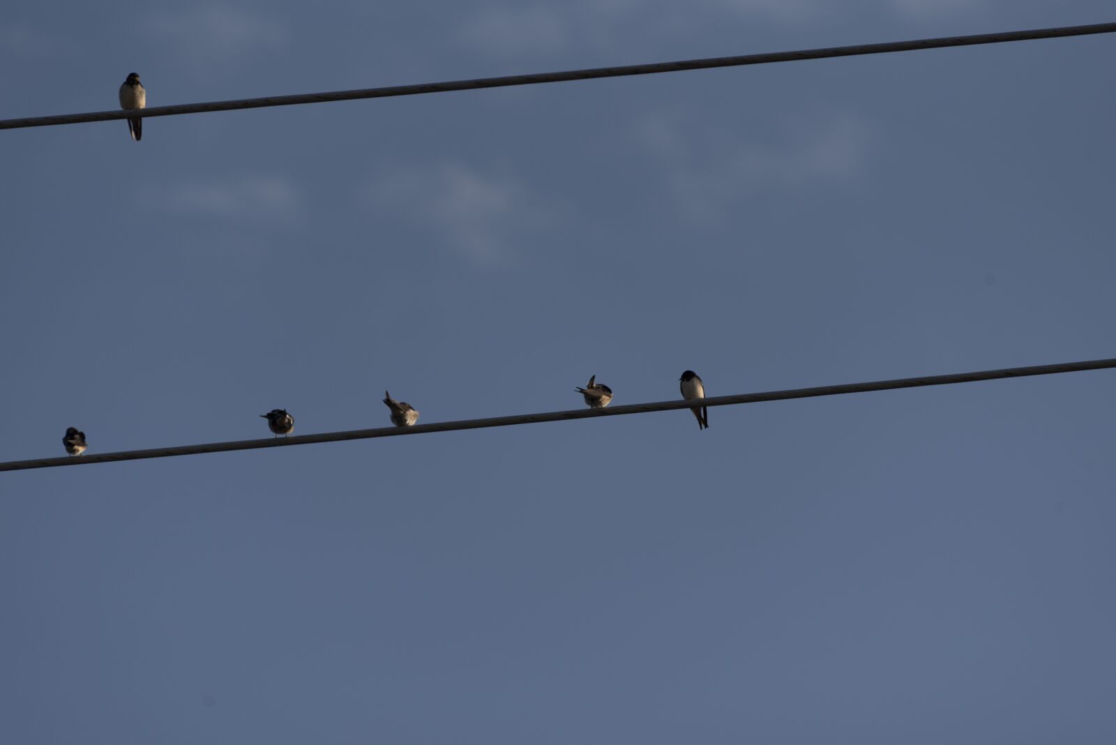 Nikon D750 sample photo. Swallows, birds, swallow photography