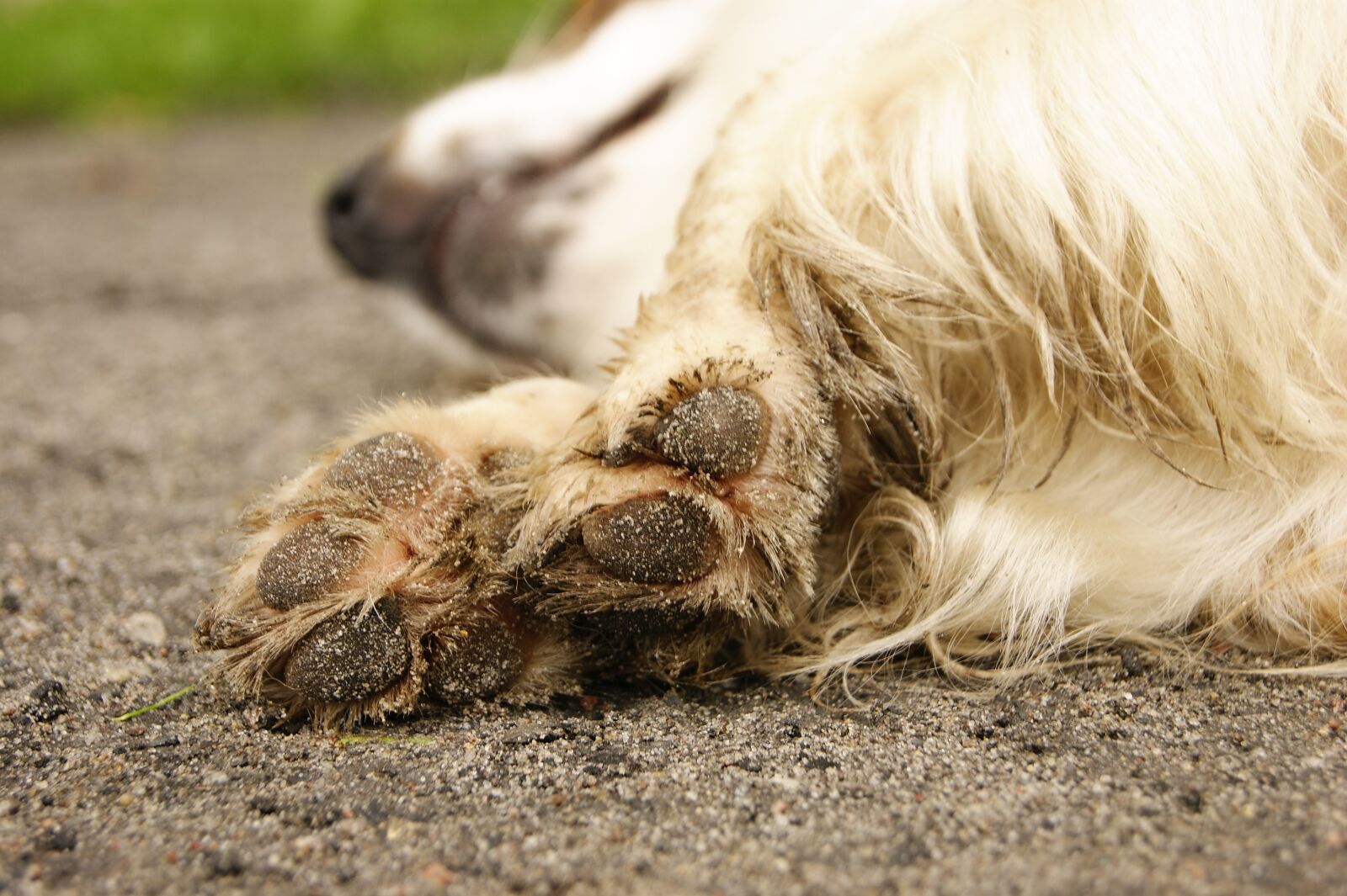 Sony Alpha DSLR-A390 sample photo. Dog, paws, friend photography