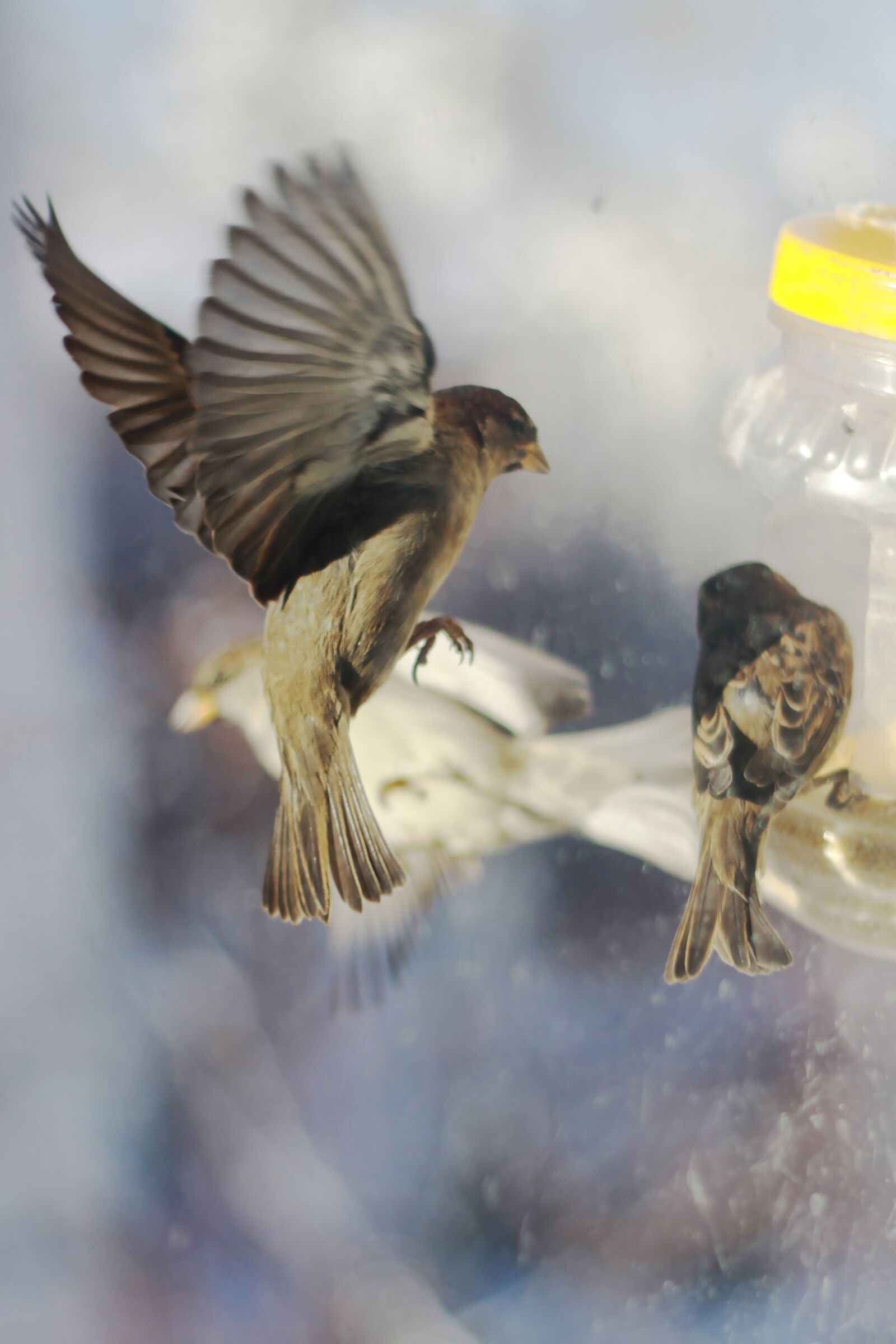 Canon EOS 50D sample photo. Sparrows, winter, russia photography