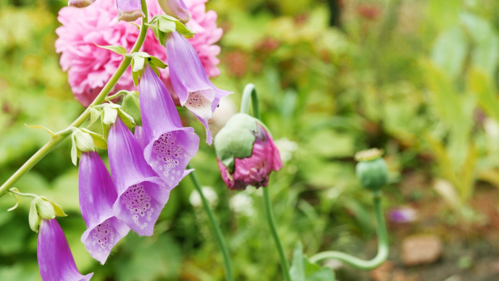 Panasonic DMC-G70 sample photo. Thimble, plant, pink photography