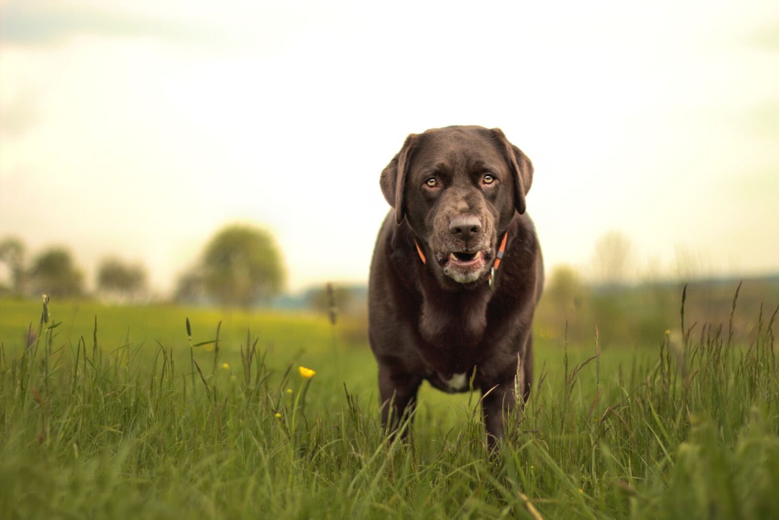 Canon EOS 700D (EOS Rebel T5i / EOS Kiss X7i) + Canon EF 50mm F1.8 II sample photo. Dog, labrador, animal photography