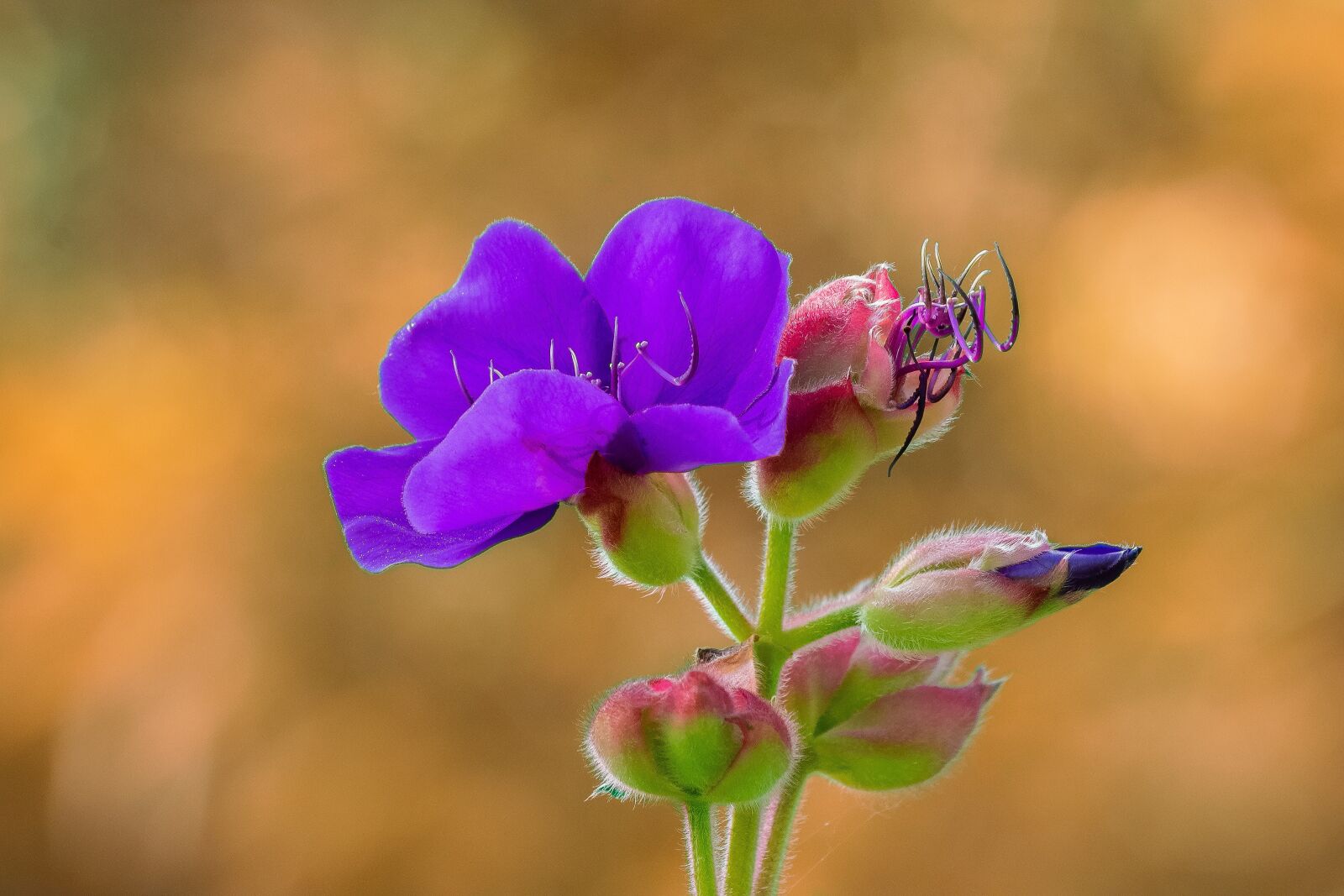 Nikon D7200 sample photo. Earth hour, flower, nature photography