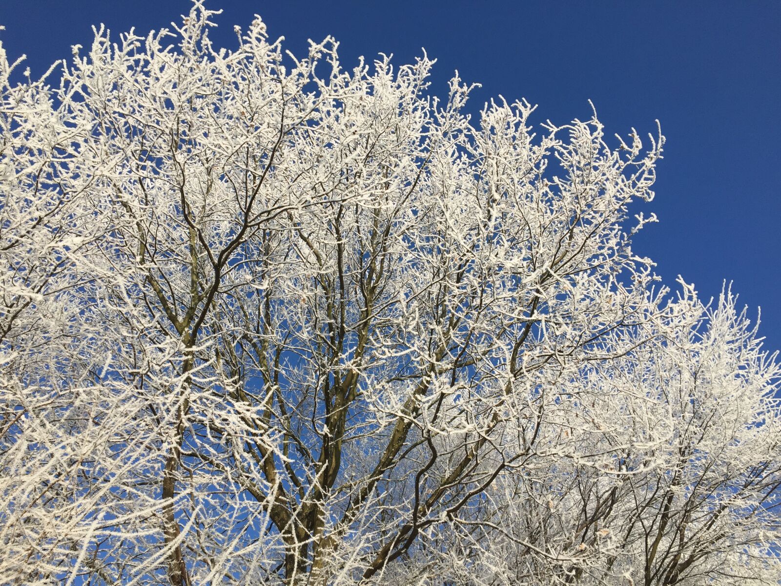 Apple iPhone 6 sample photo. Wintry, frosty, nature photography