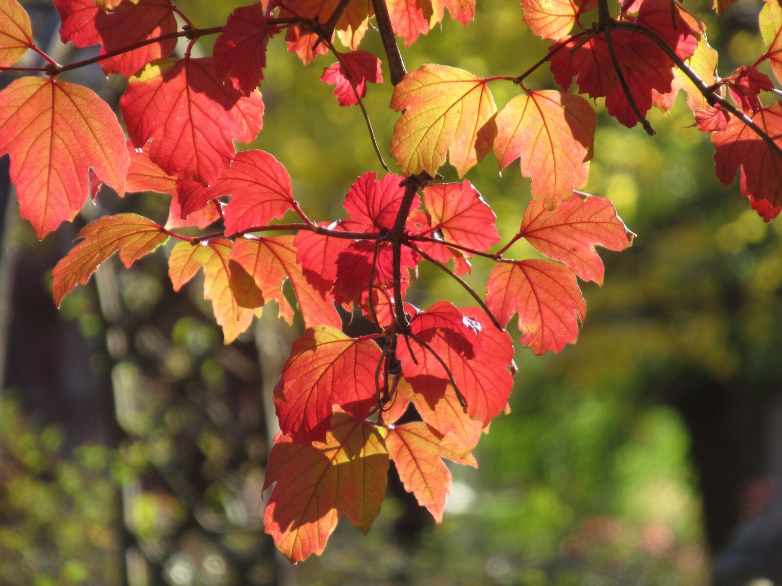 Canon PowerShot SX620 HS sample photo. Colors, fall, autumn photography