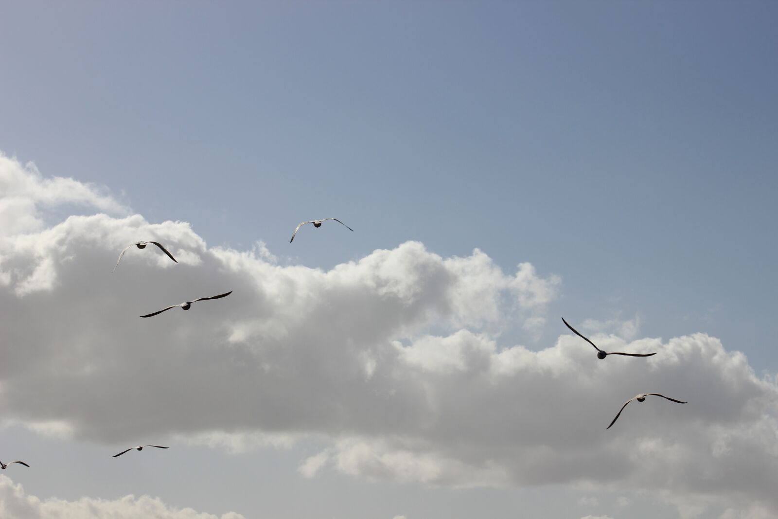 Canon EOS 600D (Rebel EOS T3i / EOS Kiss X5) sample photo. Sky, birds, seagulls photography