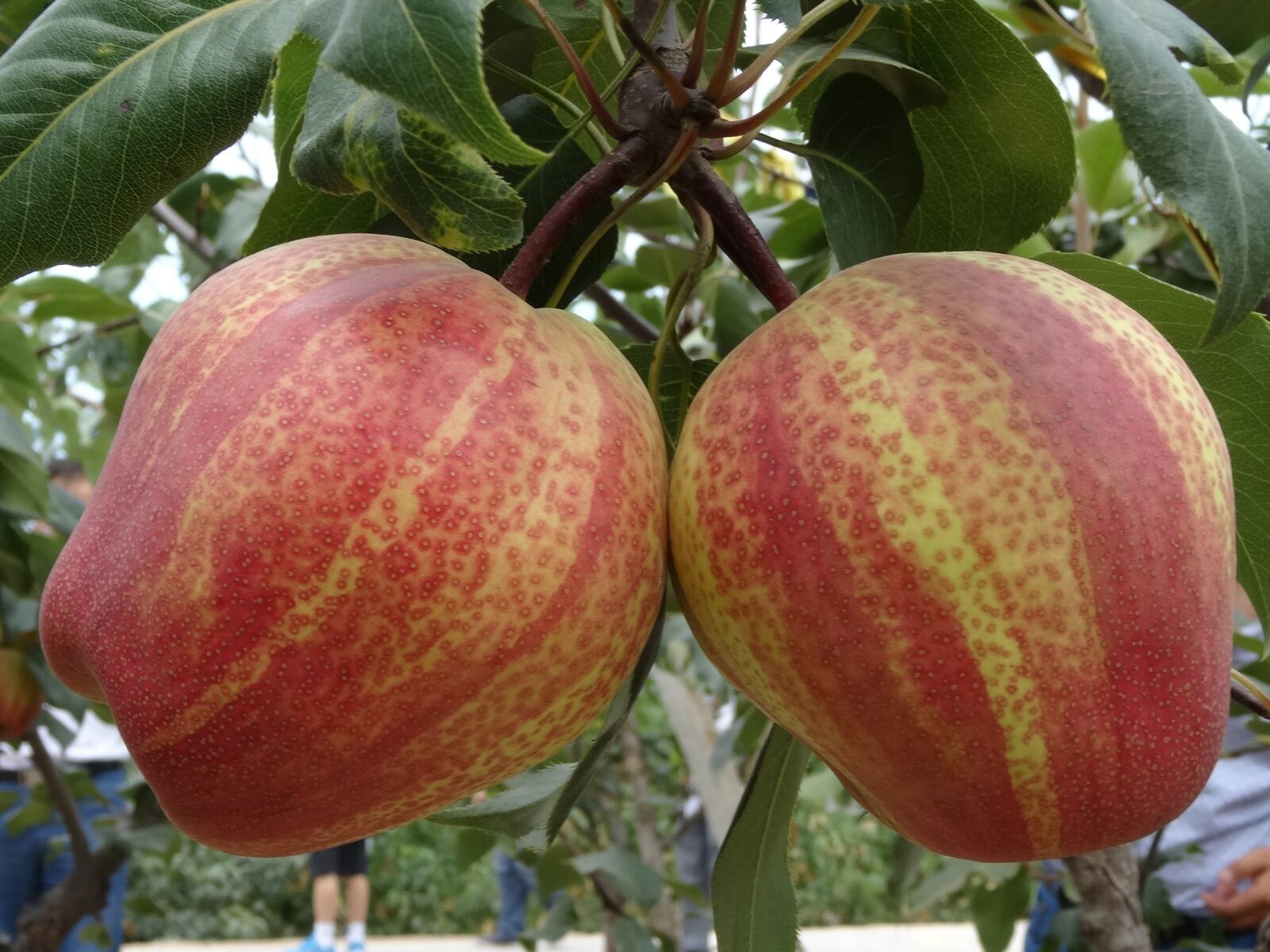 Sony DSC-HX50 sample photo. Pear, fruit, red photography
