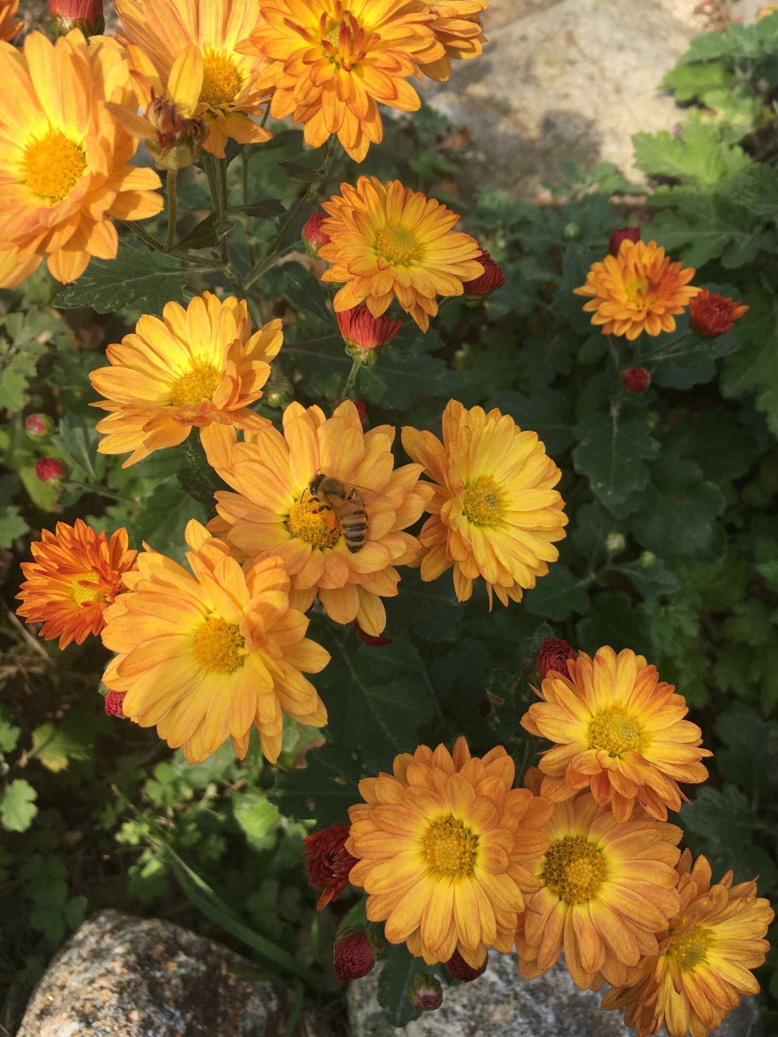 Apple iPhone 6s sample photo. Flowers, chrysanthemum, bee photography