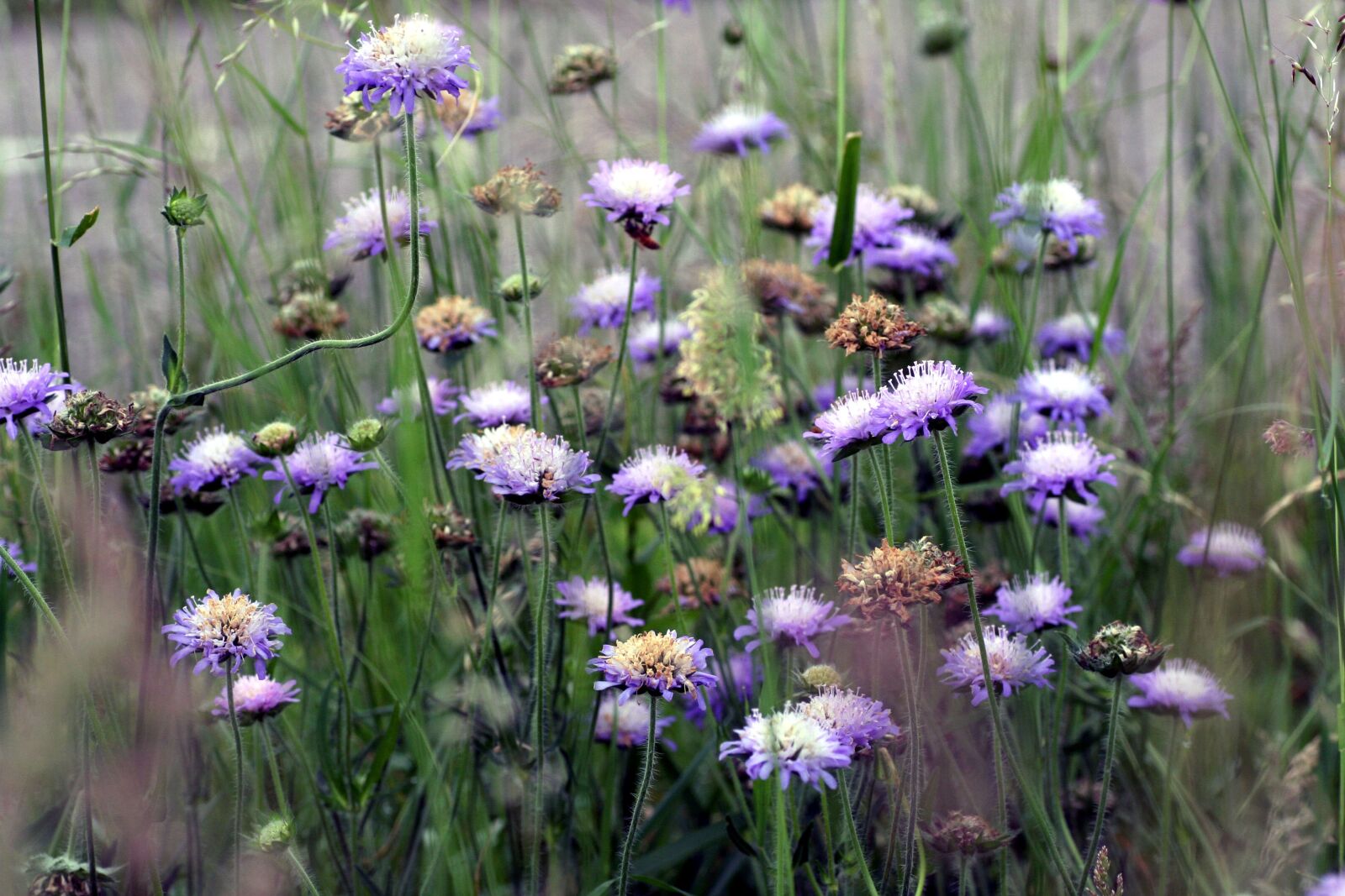 Canon EOS 350D (EOS Digital Rebel XT / EOS Kiss Digital N) sample photo. Grass, flowers, wild photography