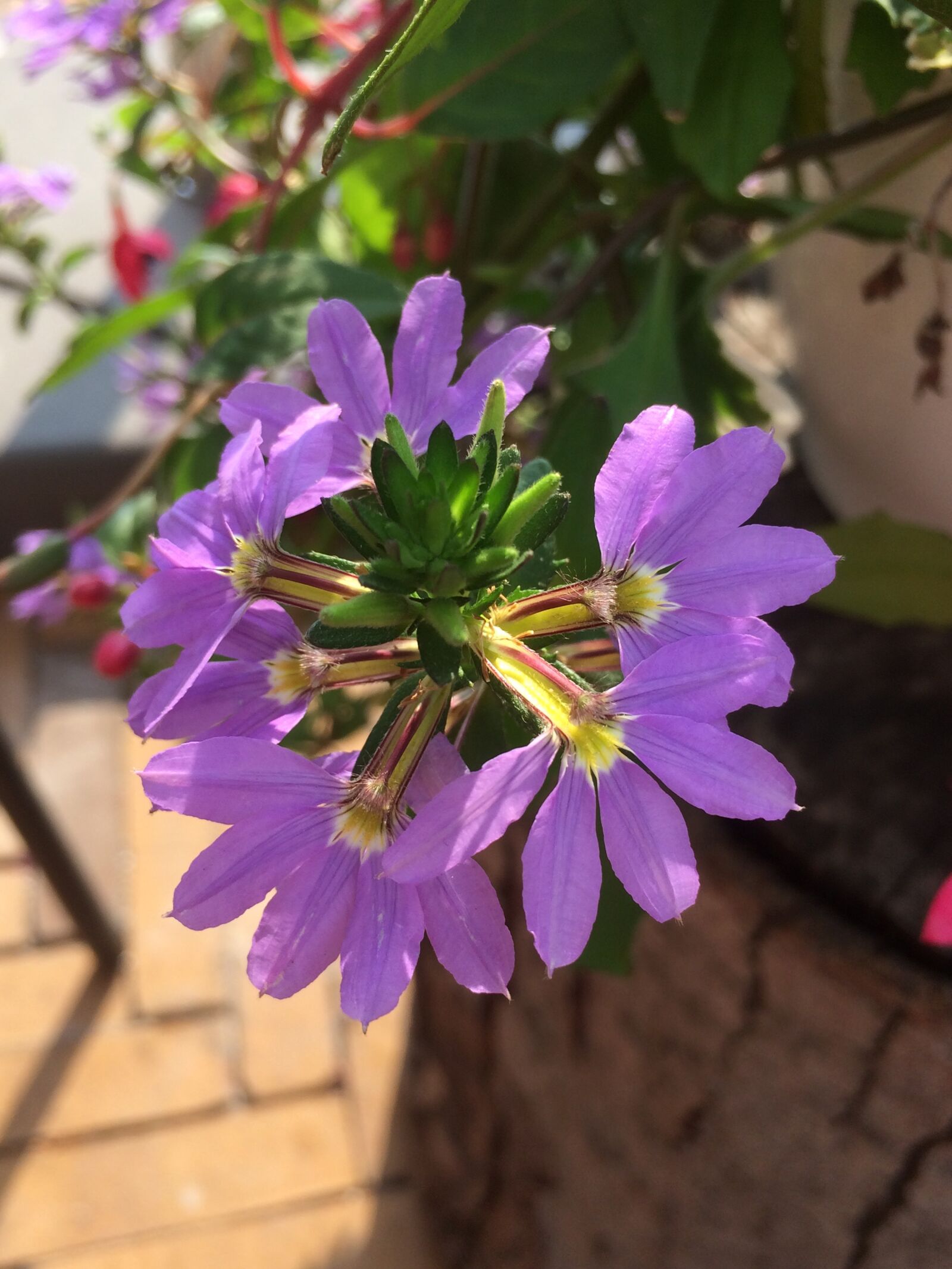 Apple iPhone 5s sample photo. Flowers, purple, summer photography
