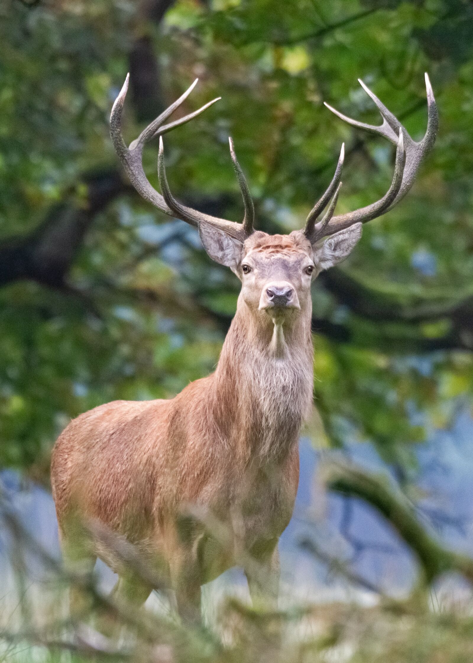 Canon EOS 7D sample photo. Deer, antlers, red deer photography
