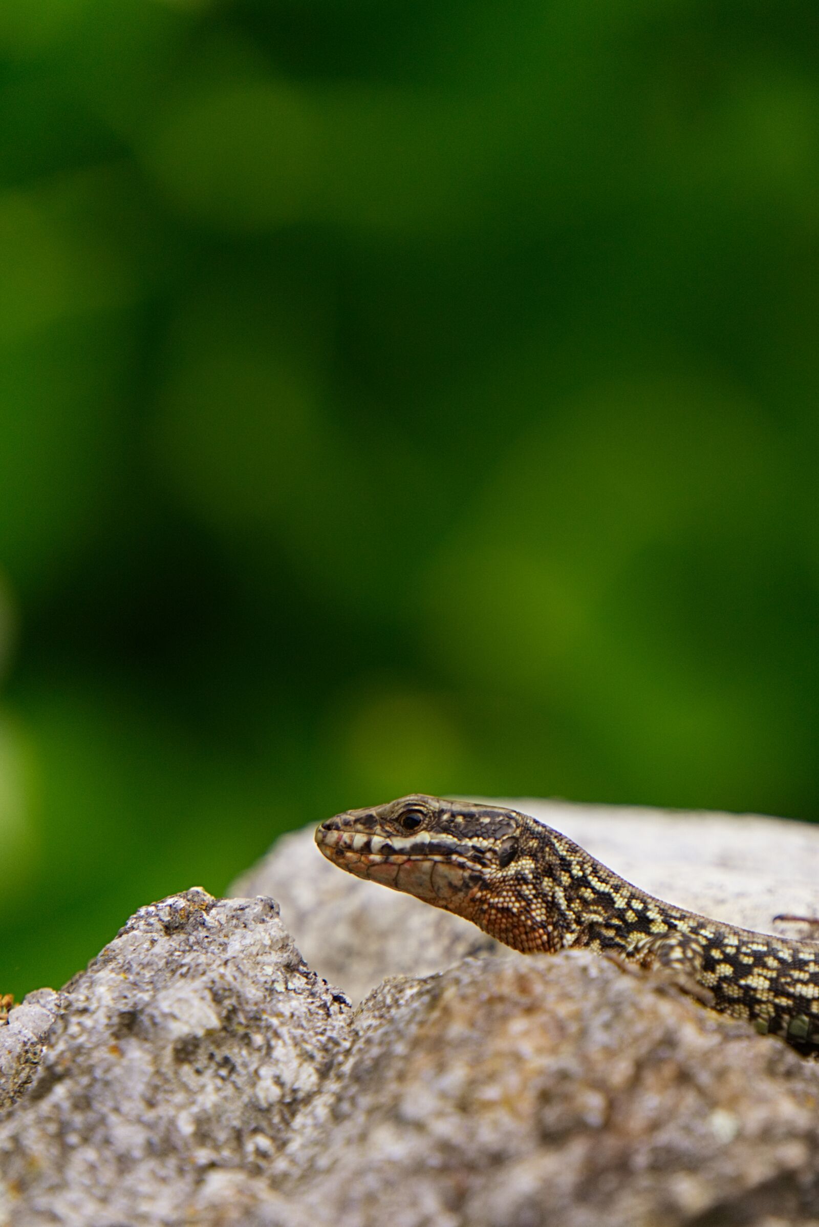 Sony E 55-210mm F4.5-6.3 OSS sample photo. Reptile, lizard, animal photography