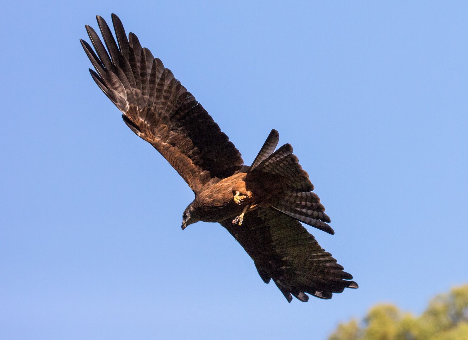 Canon EOS 5D Mark III sample photo. Eagle, flight, wings photography