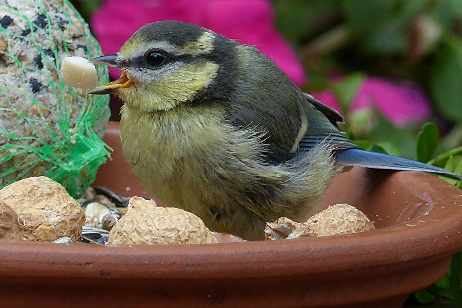 Panasonic Lumix DMC-FZ200 sample photo. Blue tit, cyanistes caeruleus photography