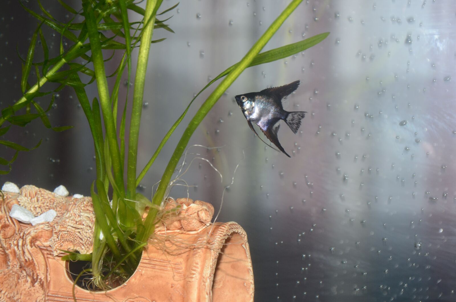 Nikon D7000 sample photo. Fish, scalars, aquarium photography