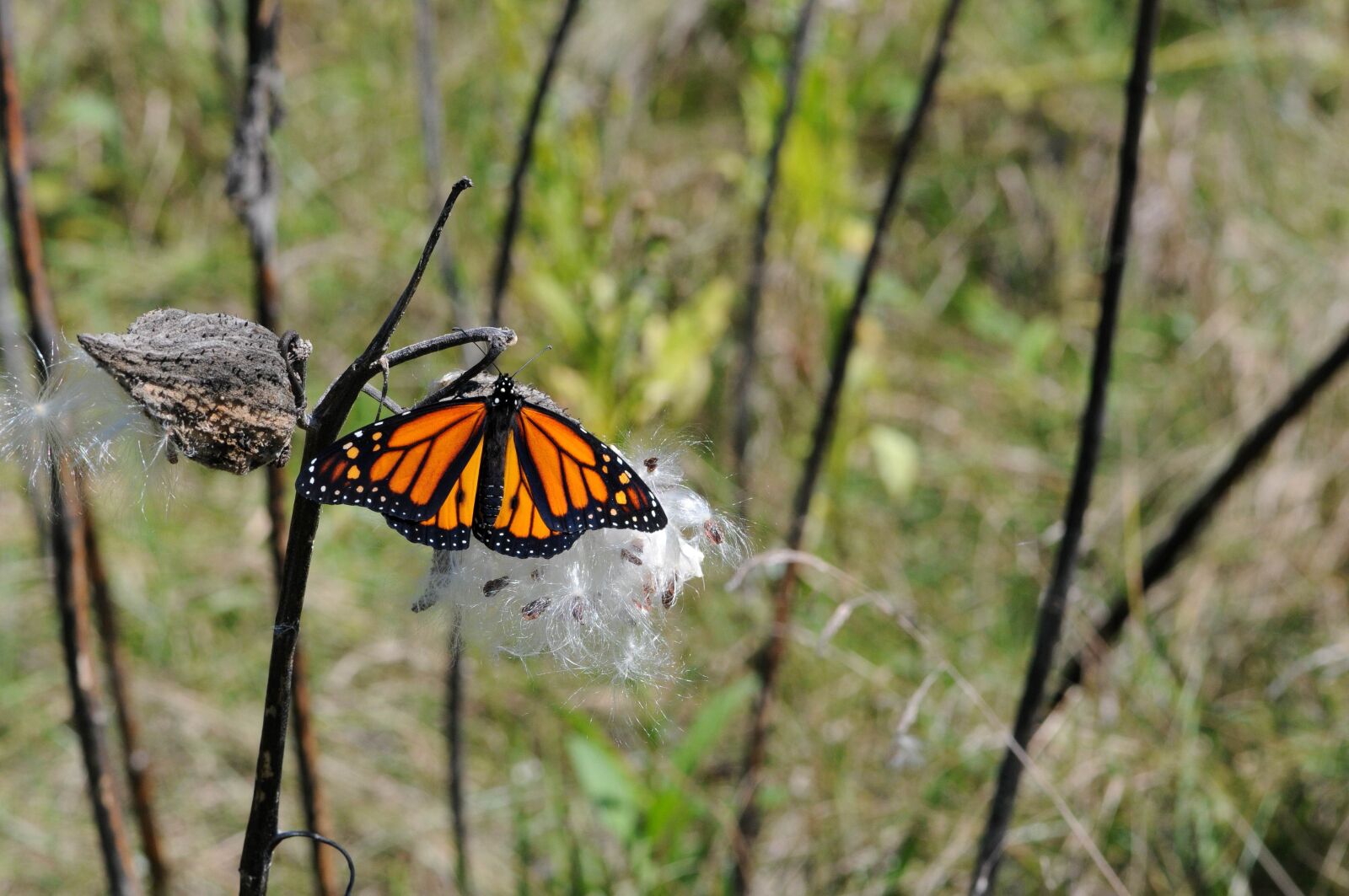 Nikon D300S sample photo. Wildflowers, monarch, butterfly, milkweed photography