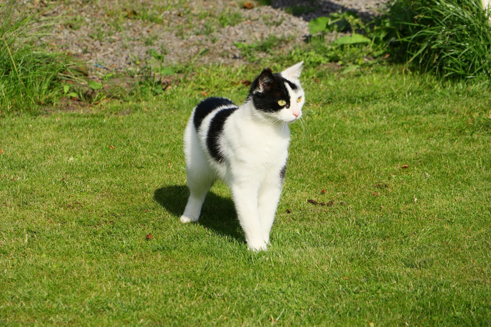 Canon EOS M5 sample photo. Cat, female, mammal photography