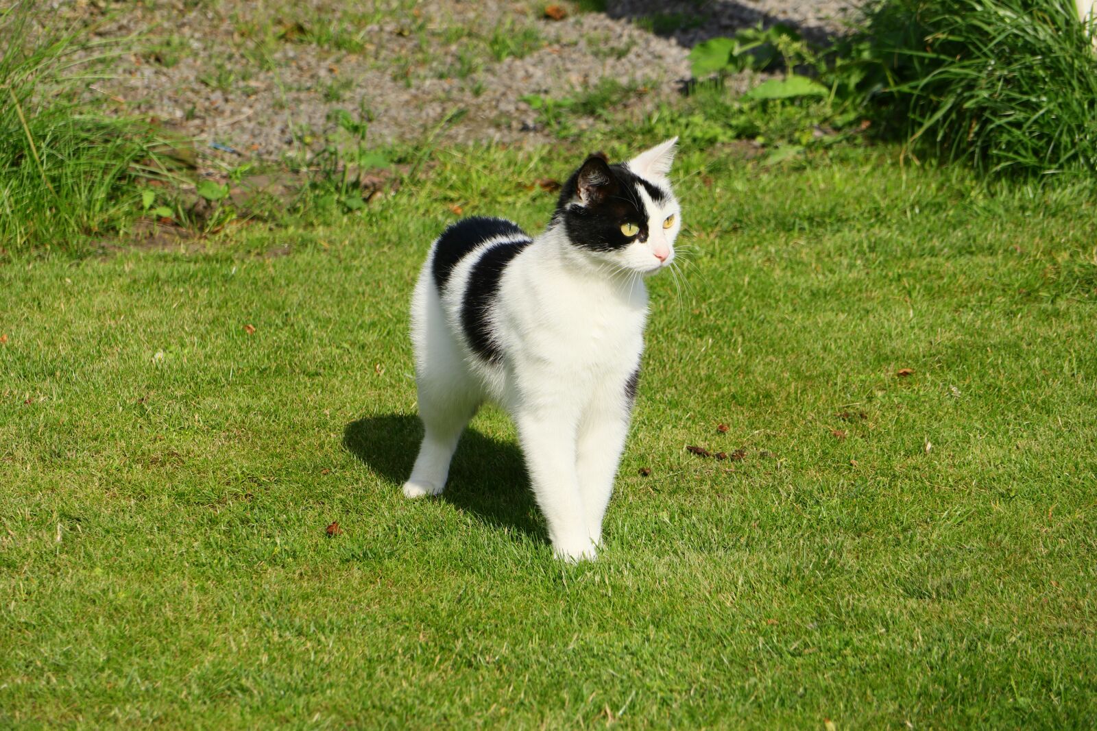 Canon EOS M5 + Canon EF-M 18-150mm F3.5-6.3 IS STM sample photo. Cat, female, mammal photography