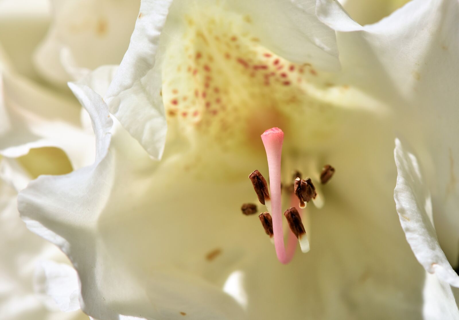Nikon D7200 sample photo. Rhododendron, rhododendron buds, rhododendron photography